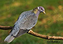 Columba fasciata